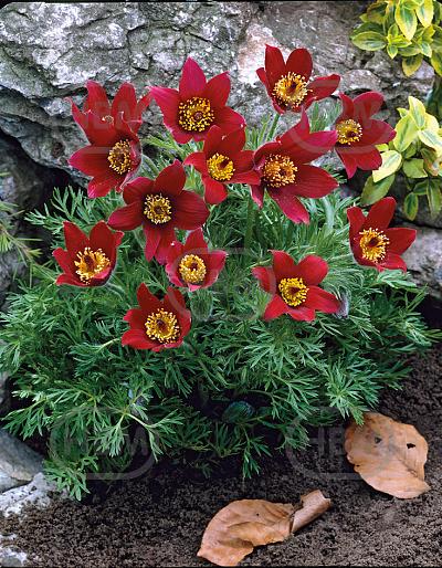 Vulgaris Red