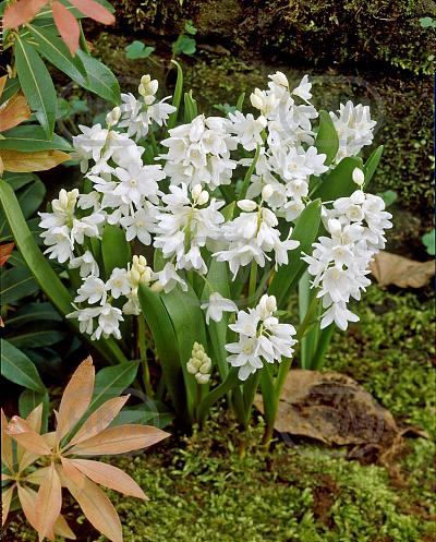 Libanotica Alba