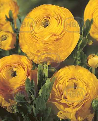 Asiaticus Yellow