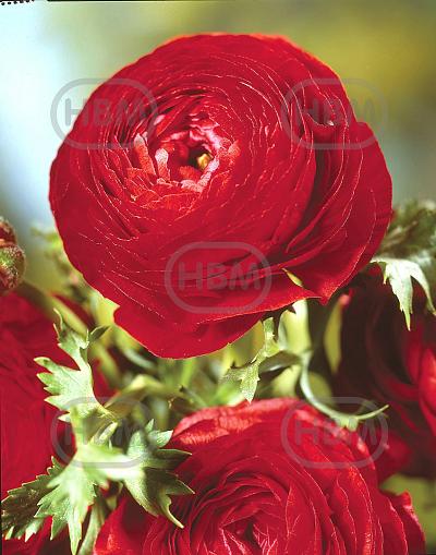 Asiaticus Red