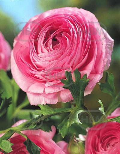 Asiaticus Pink