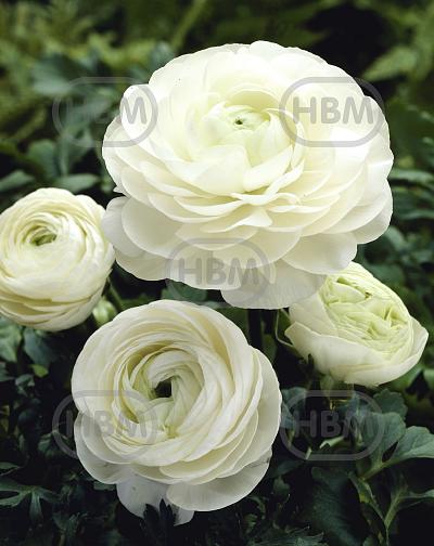 Asiaticus White
