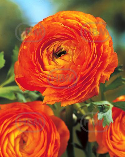 Asiaticus Orange