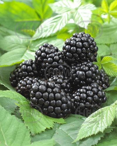 Fruticosus Black Satin