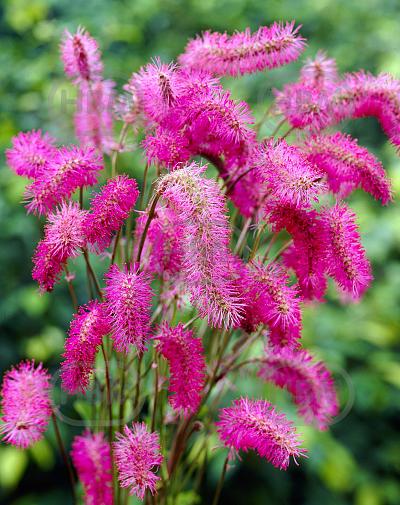 Obtusa