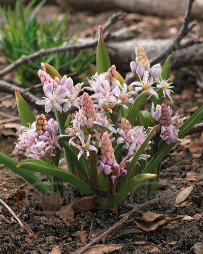Bifolia Rosea