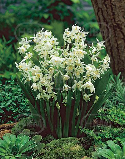 Siberica Alba
