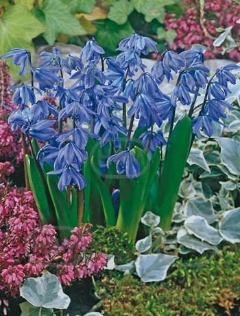 Siberica Spring Beauty