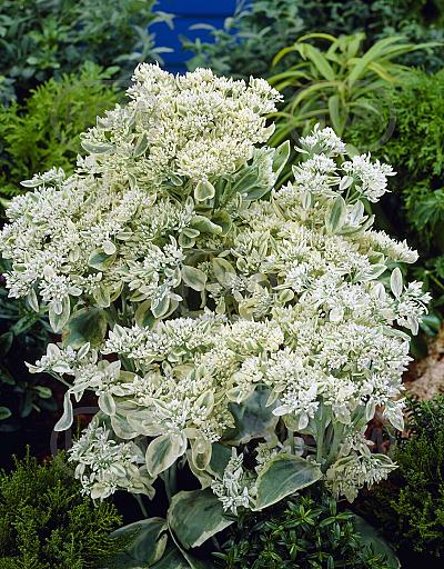Hybrid Frosty Morn