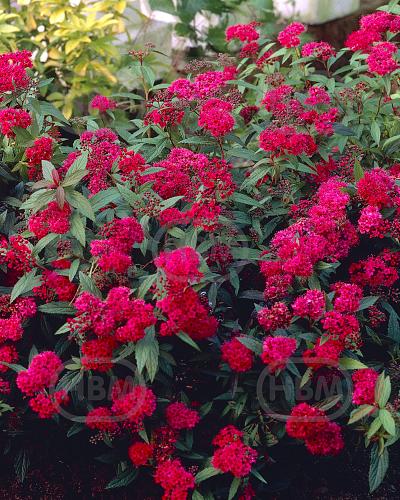 Japonica Anthony Waterer