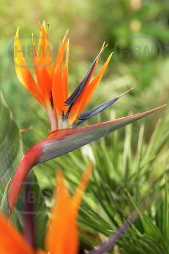 Strelitzia