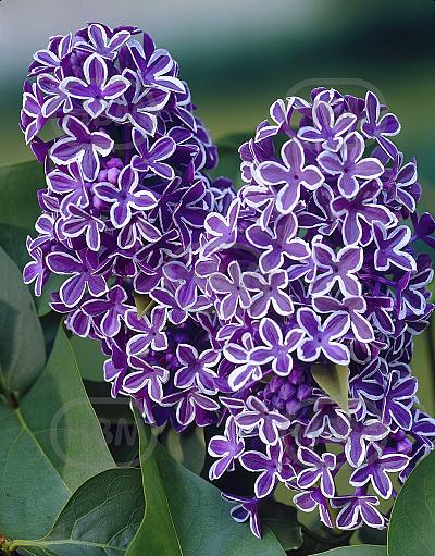 Vulgaris Sensation