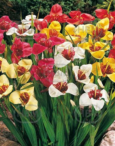 pavonia Mix