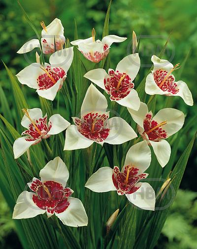 pavonia Alba