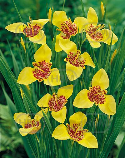 pavonia  Aurea