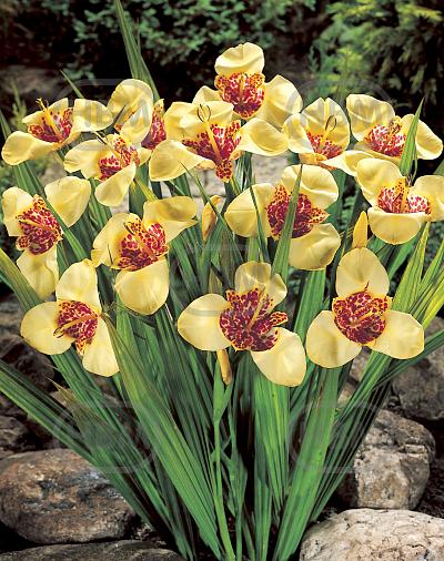 pavonia Creme