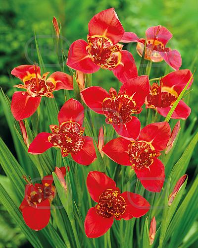 Speciosa  Red