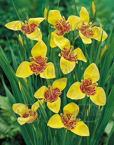 pavonia Aurea Yellow