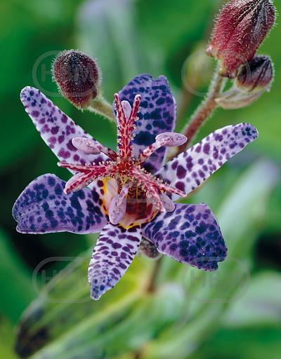 Purple Spotted