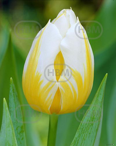 Single Early Flaming Coquette