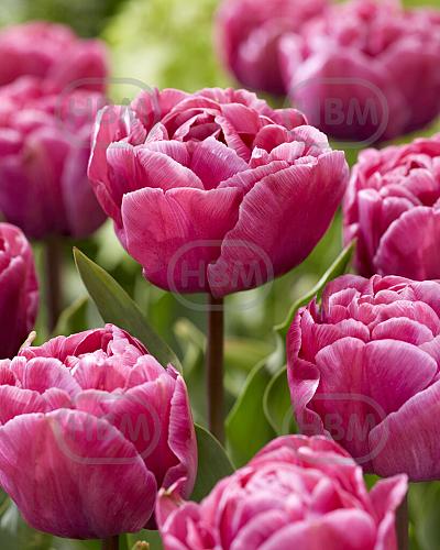 Double Early Rosy Diamond®