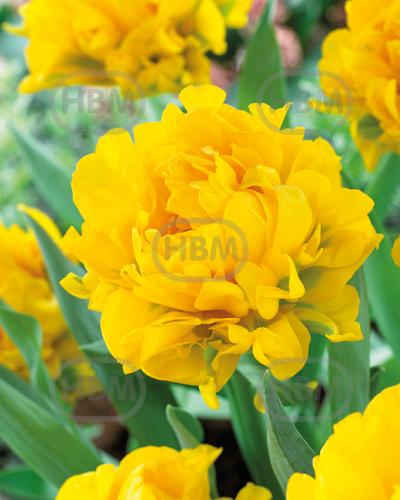 Double Early Monte Peony®