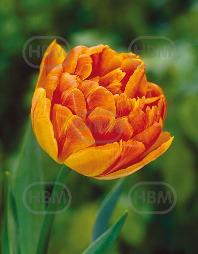 Double Early Monte Orange