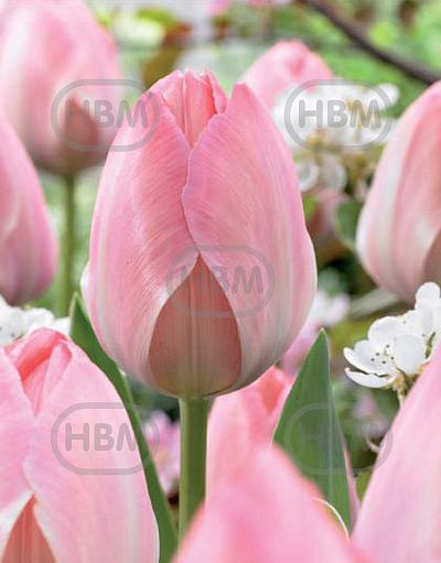 Darwin-Hybrid Mystic Van Eijk