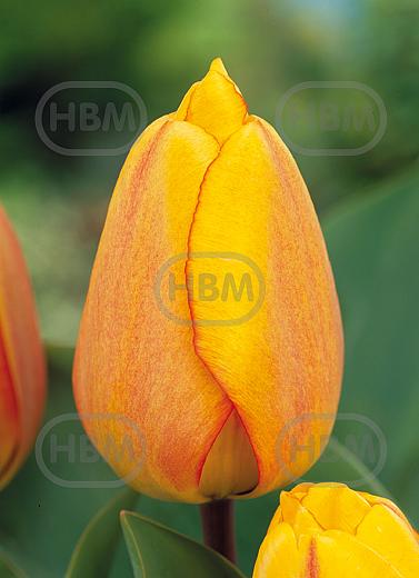 Darwin-Hybrid Blushing Apeldoorn