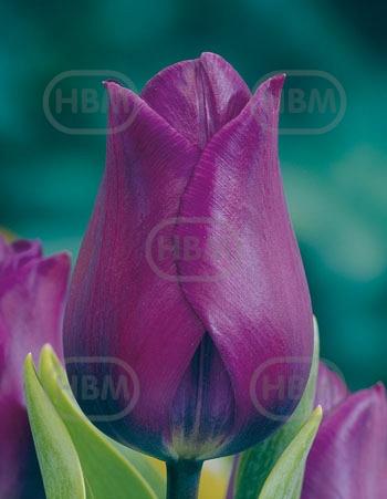 Triumph Purple Rain