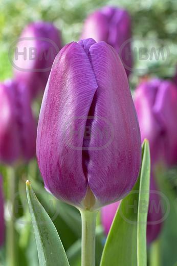 Triumph Purple Flag
