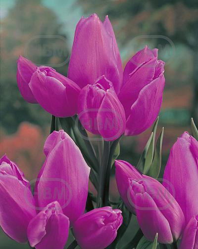 Triumph Purple Bouquet