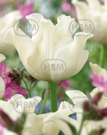 Triumph White Liberstar®