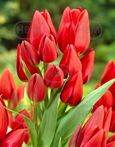 Triumph Red Bouquet