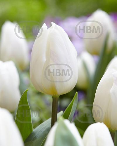 Triumph White Flag