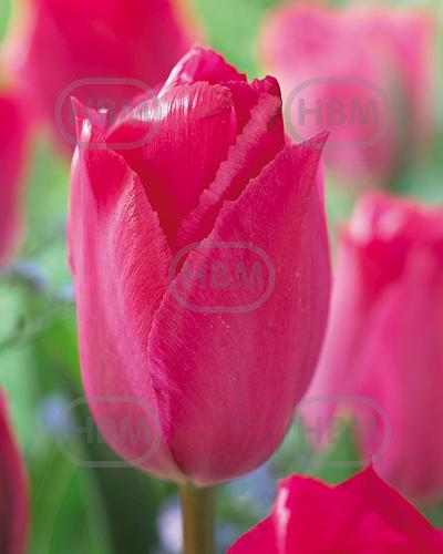 Darwin-Hybrid Lady Van Eijk