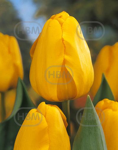 Darwin-Hybrid Golden Apeldoorn