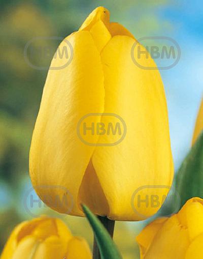 Darwin-Hybrid Golden Parade