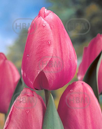 Darwin-Hybrid Pink Impression