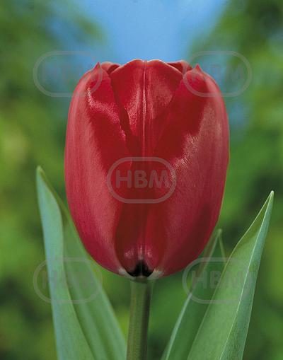 Darwin-Hybrid Red Impression