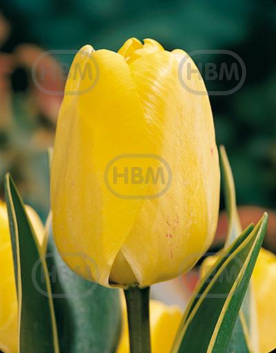 Darwin-Hybrid Happy Design