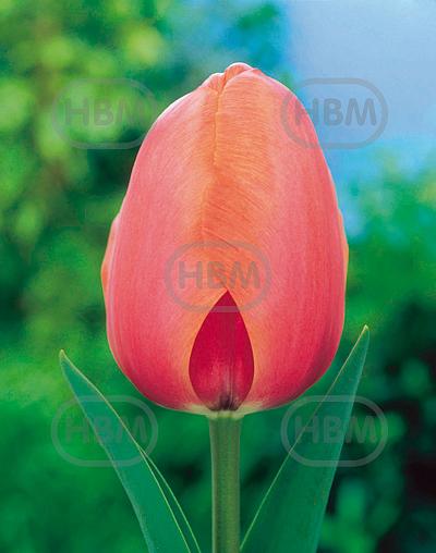 Darwin-Hybrid Apricot Impression®