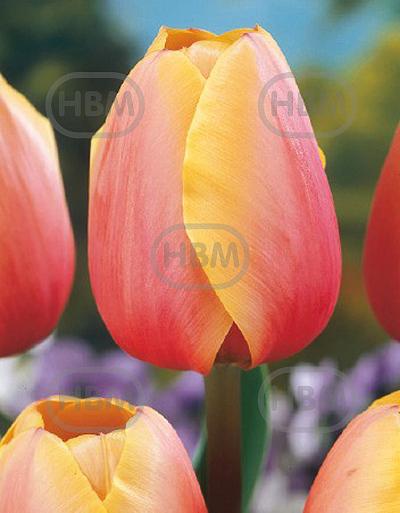Darwin-Hybrid Marit