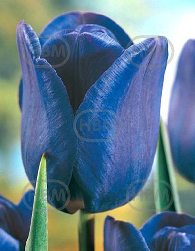 Single Late Bleu Aimable