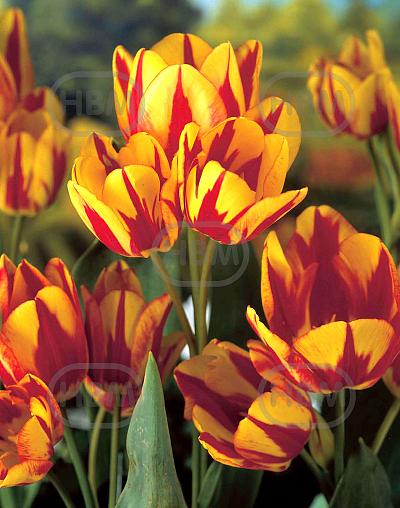 Single Late Colour Spectacle