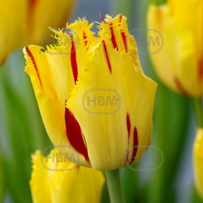 Fringed Party Clown