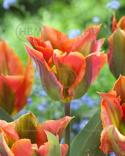 Viridiflora Artist