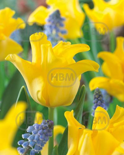 Single Late Yellow Crown