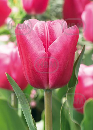Triumph Jumbo Pink