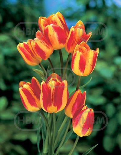 Single Late Florette